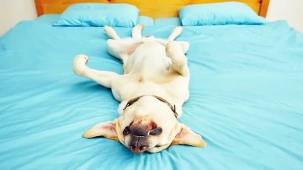 La rare raison pour laquelle votre chien dort les pattes relevées