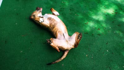 La rare raison pour laquelle votre chien dort les pattes relevées