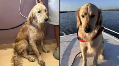 Le retour émouvant de Rocky, le chien disparu en pleine mer après un accident de bateau