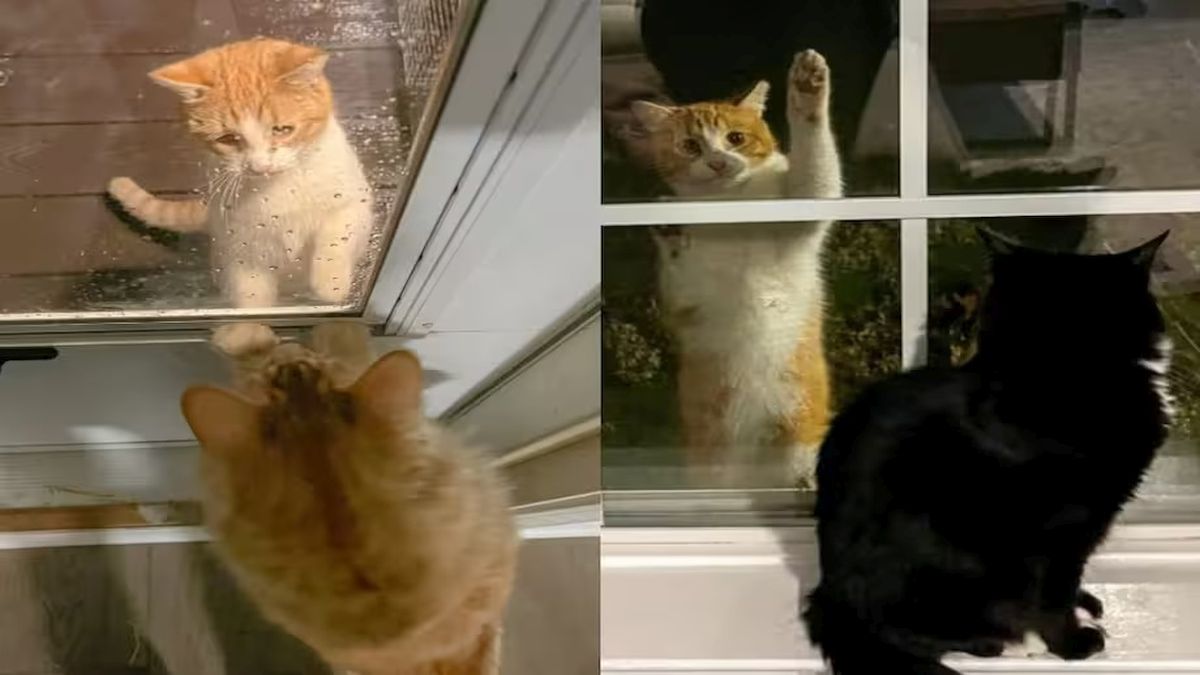 Ce chat errant vient chaque jour à la fenêtre regarder les chats à l'intérieur, son destin bascule