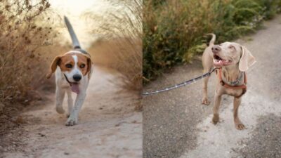 Comment réagir si votre chien s'enfuit et ne vous obéit pas, selon les experts