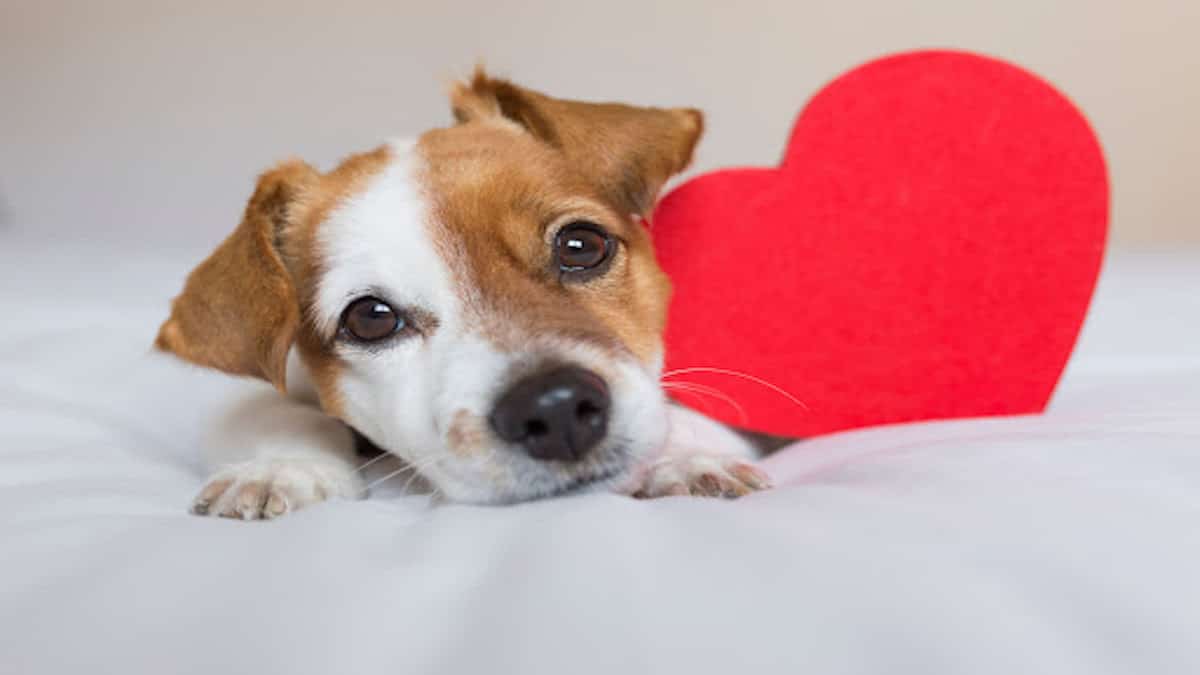 Si vous êtes hypertendu, c'est la raison pour laquelle vous devriez avoir un chien à la maison